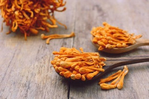 The Health Benefits of Cordyceps Mushroom