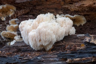 Unveiling the Health Benefits of Lion's Mane Mushroom