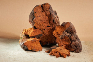 The Health Benefits of Chaga Mushroom