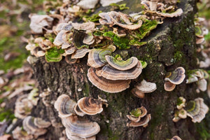 Discover the Health Benefits of Turkey Tail Mushroom